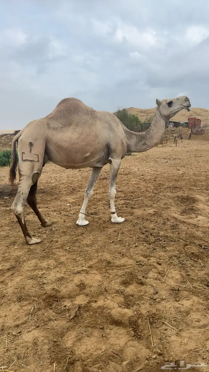 ثلاث ابل للبيع 1