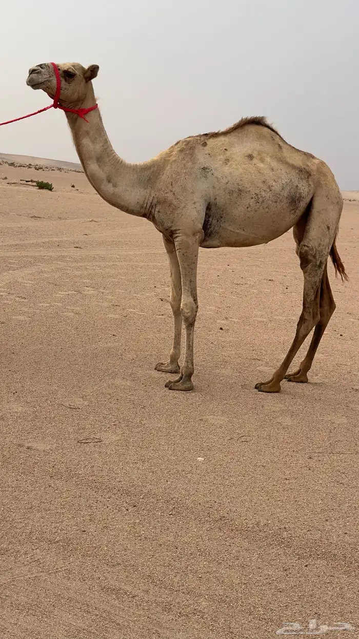 بكره مفروده تروح حقه بنت شاهين والام ناقه حره 2