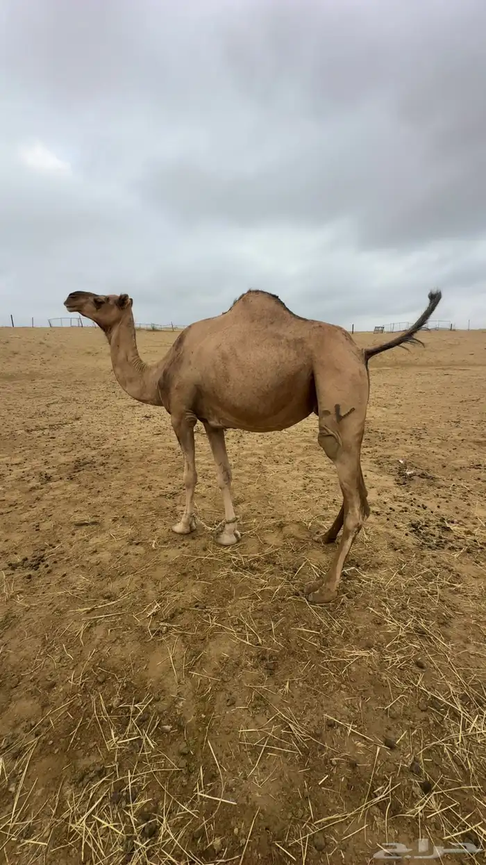 ثلاث ابل للبيع 2