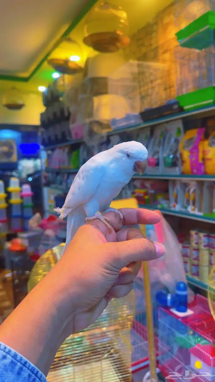 كويكر البينو اليف 0