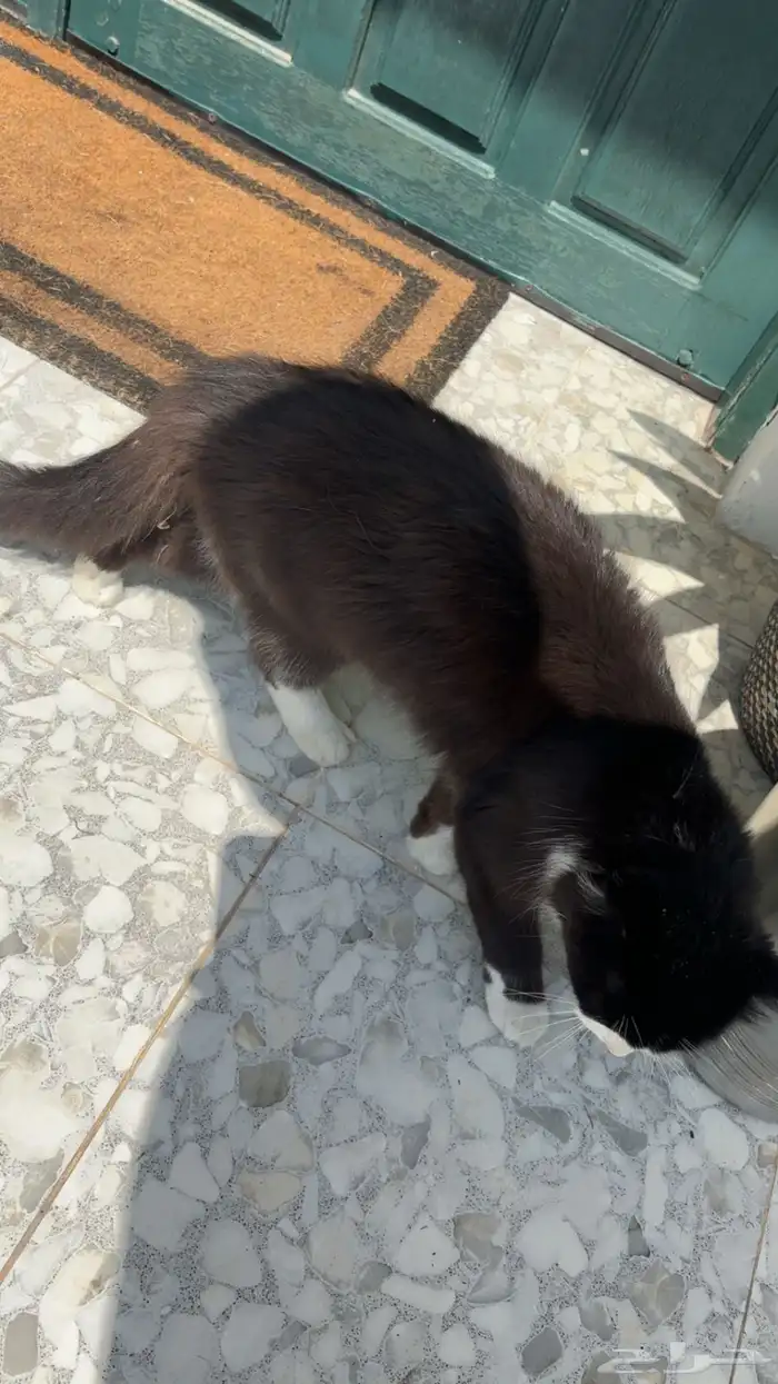 بسس اليفين جدا غير مؤذيين 1