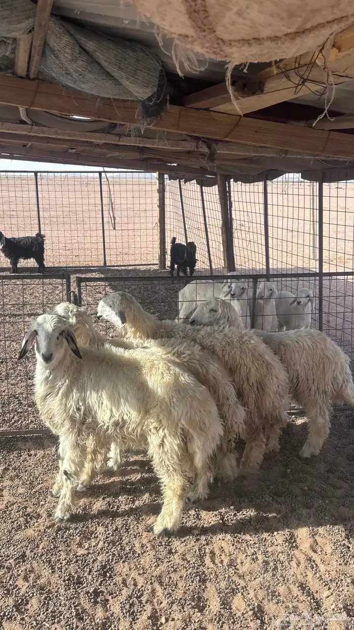 للبيع خمس خرفان عمر من 5 الى7 اشهر 0