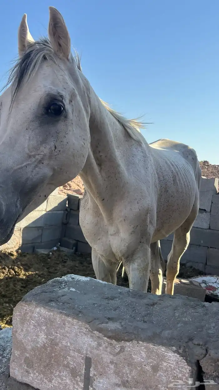 خيل عربي شعبي 1