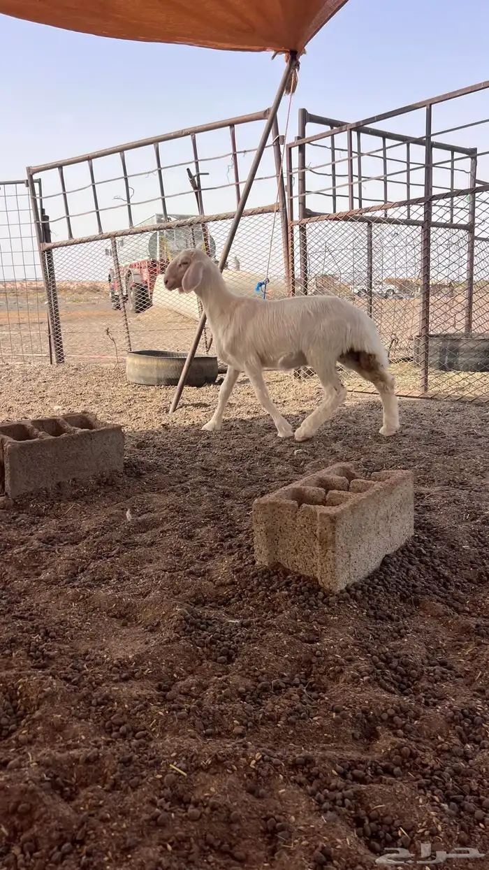 للبيع رخل 3