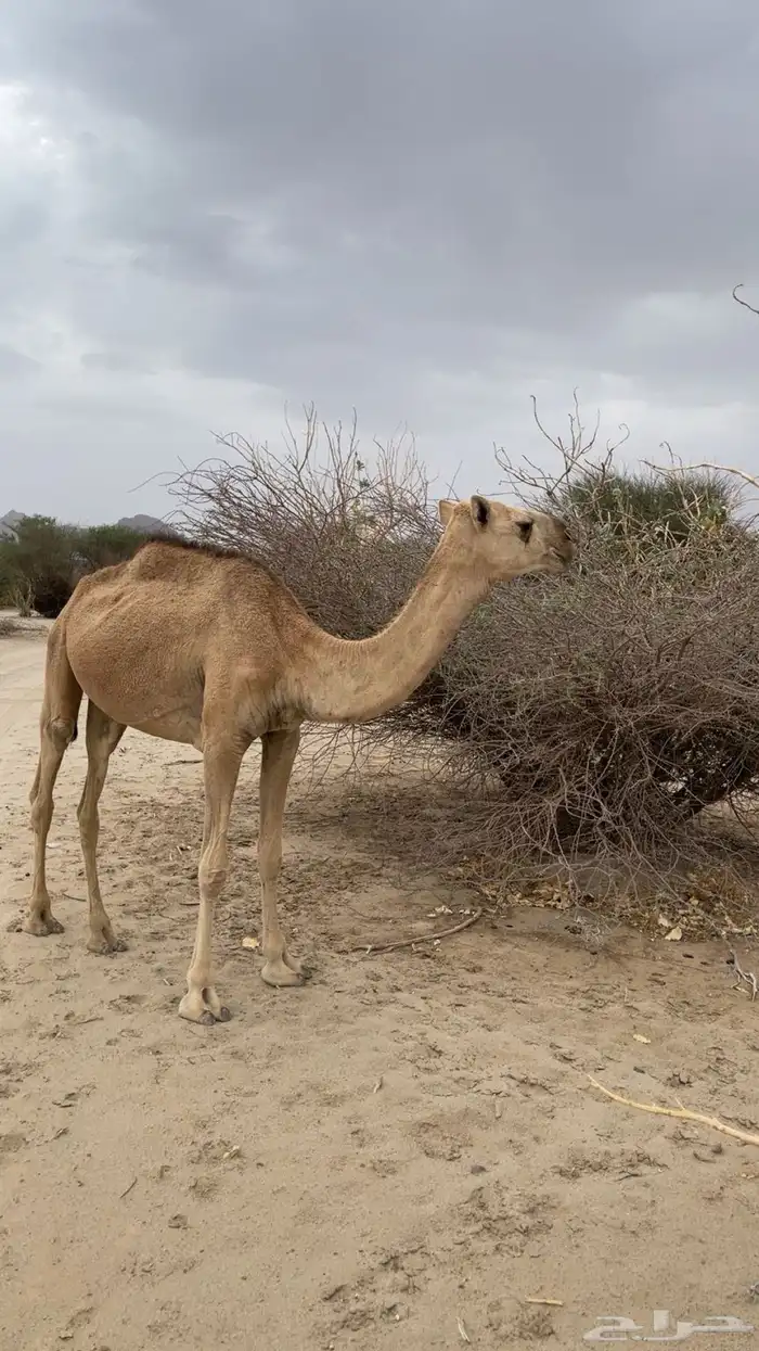 عدد آبل ست اربع لقحات وخلفة وجذعه 7