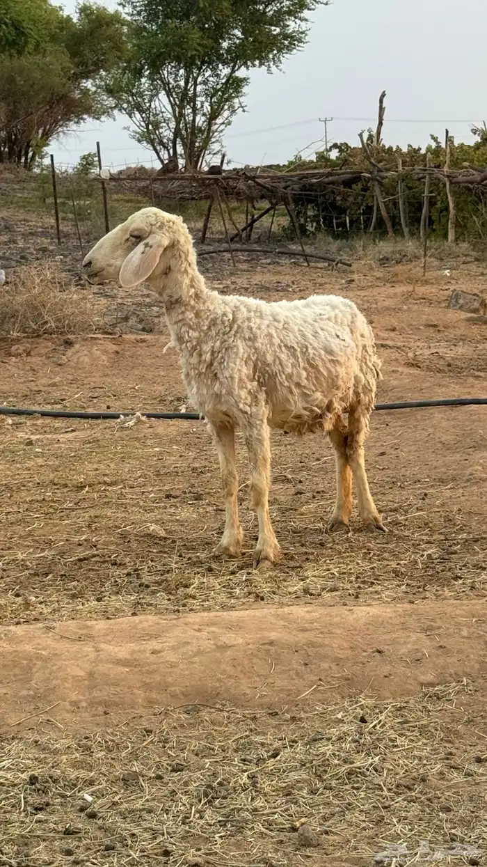 نعجه للبيع 0