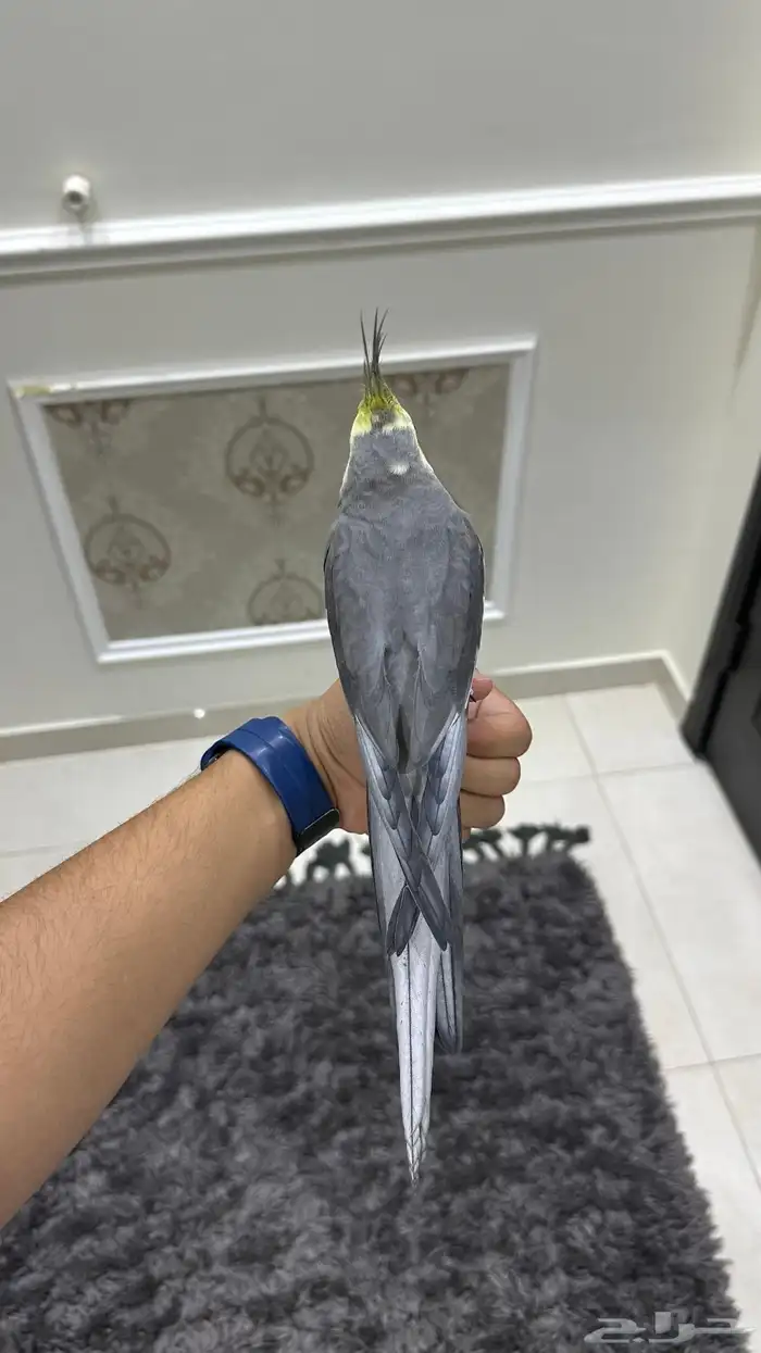 كروان اليف وهدد ومتكلم ( تم البيع) 1