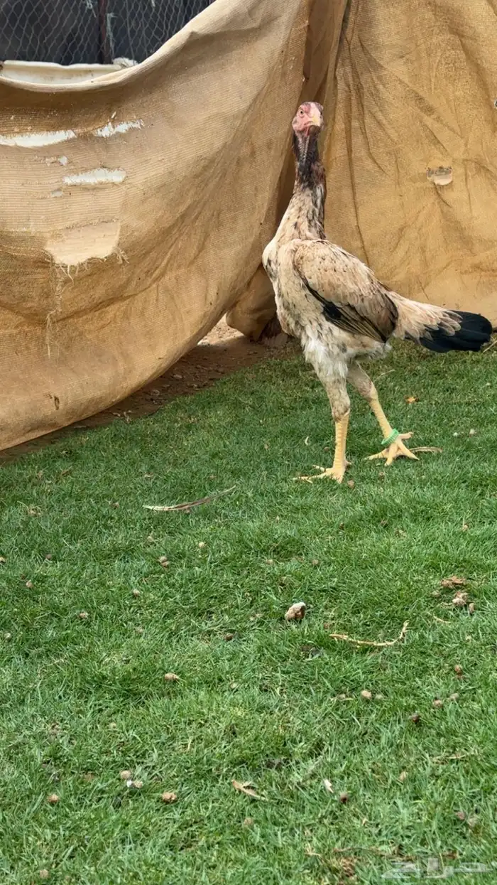 دجاجه فل هزاز مستوى بطل عمر 7 شهور 0