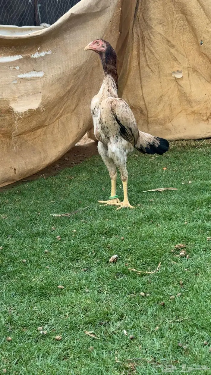 دجاجه فل هزاز مستوى بطل عمر 7 شهور 1