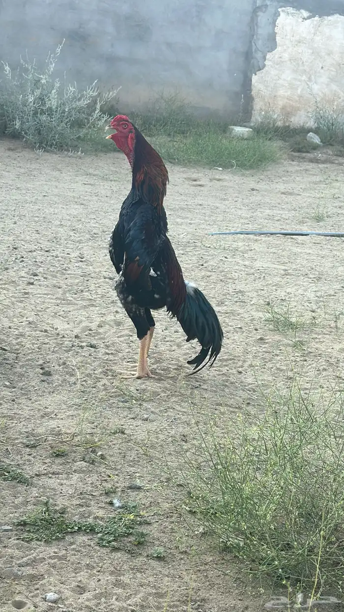 شامو ياباني 1