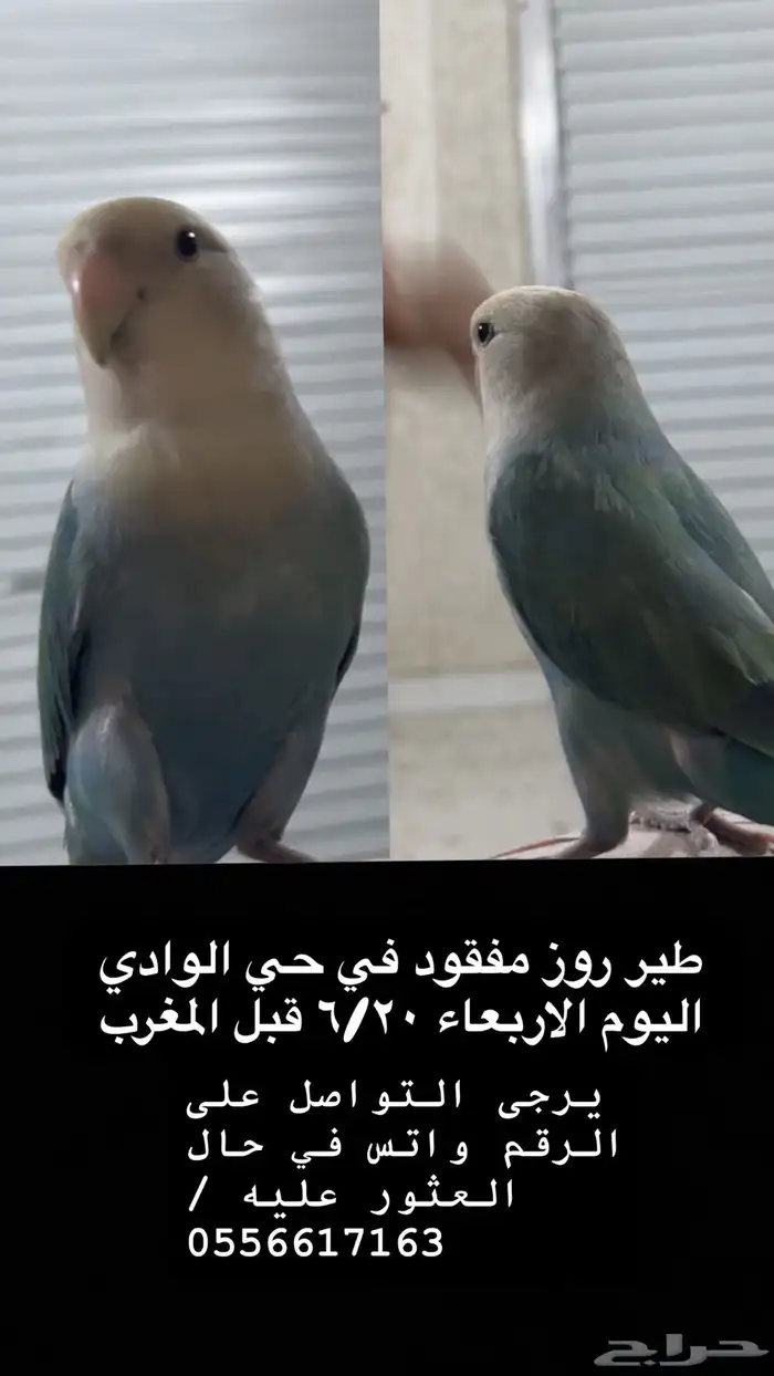 السلام عليكم ببغاء روز مفقود من يوم الاربعاء 0