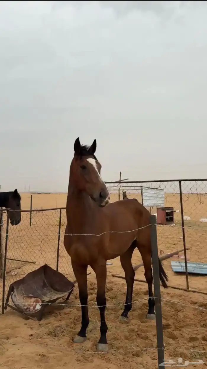 الحصان للبيع 2