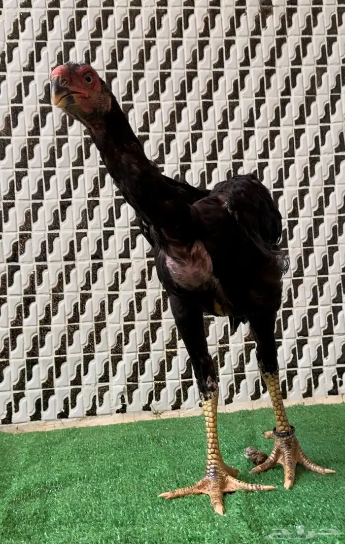 ديك فارسي 0