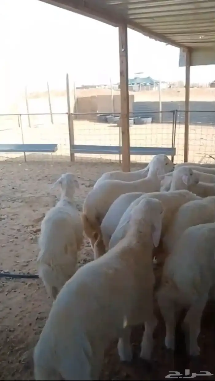 بهم حري 0