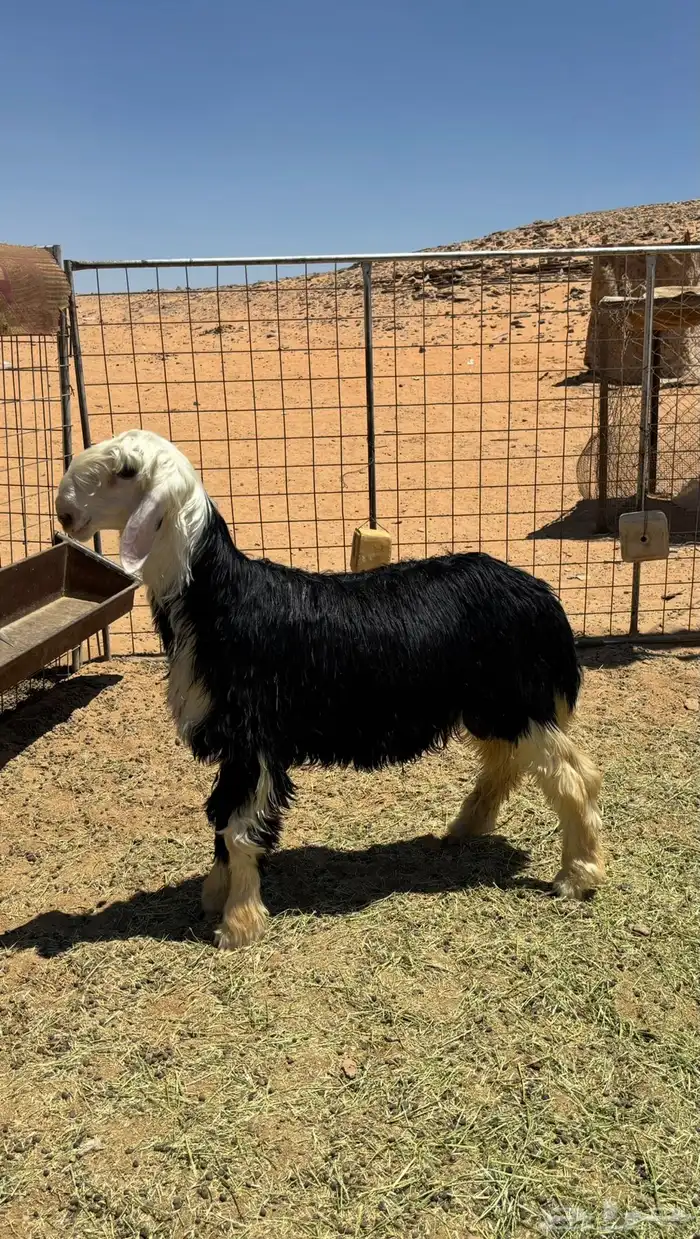 خروف نجدي فل شحم 3