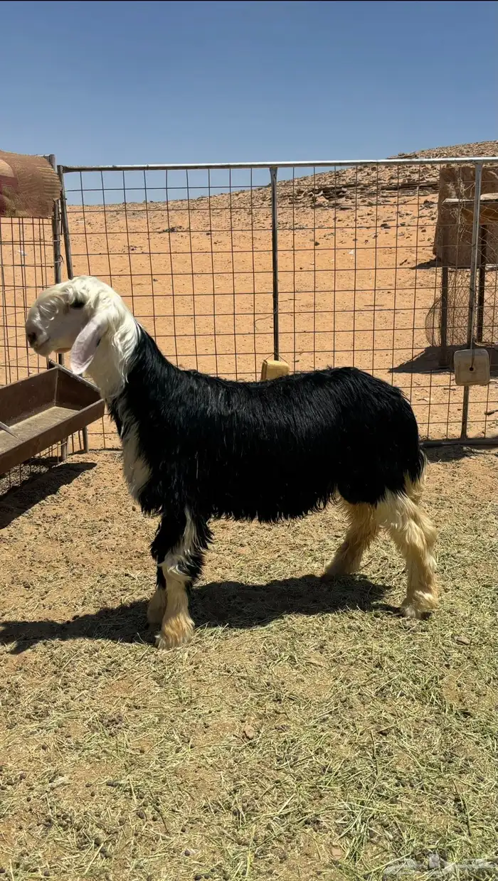خروف نجدي فل شحم 0