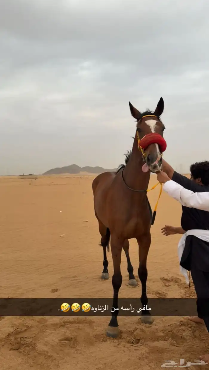الحصان للبيع 1