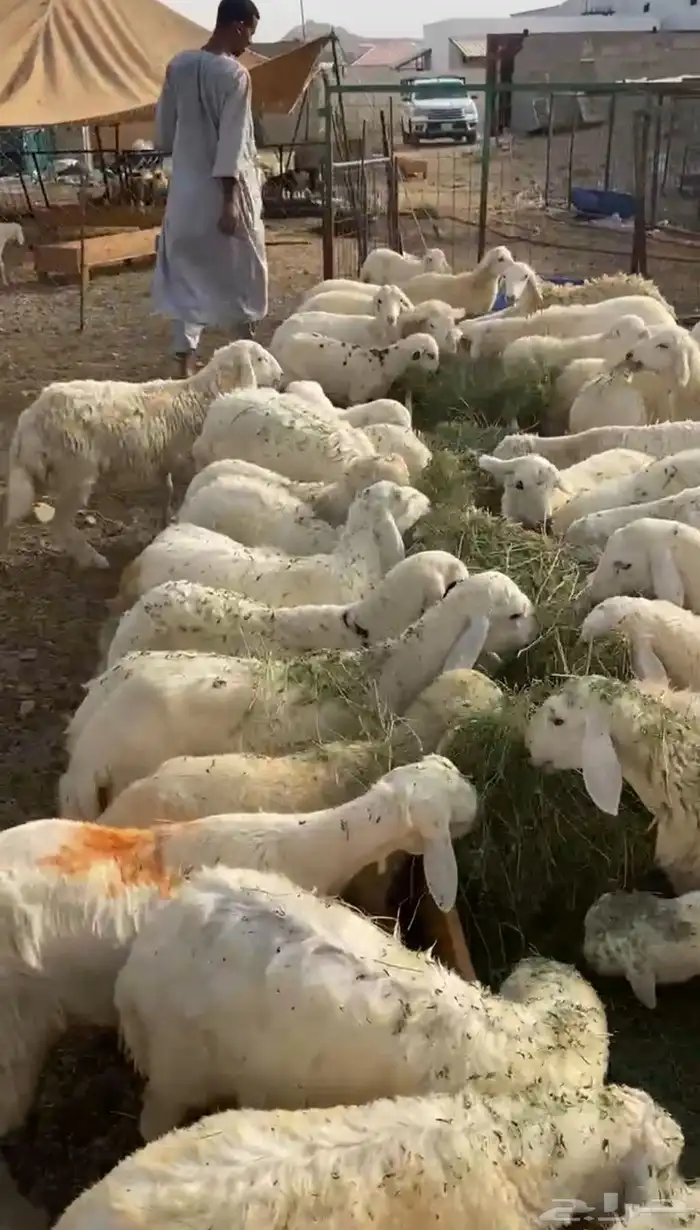 طليان ورخال حرية 2