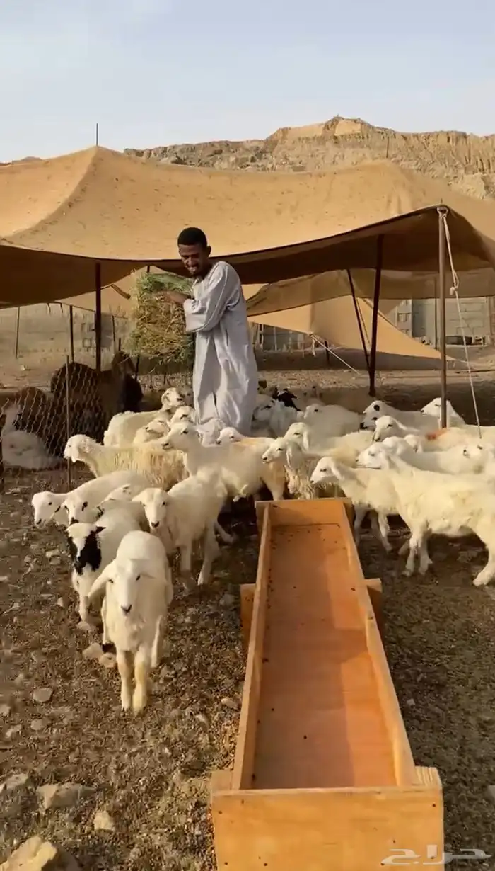 طليان ورخال حرية 5