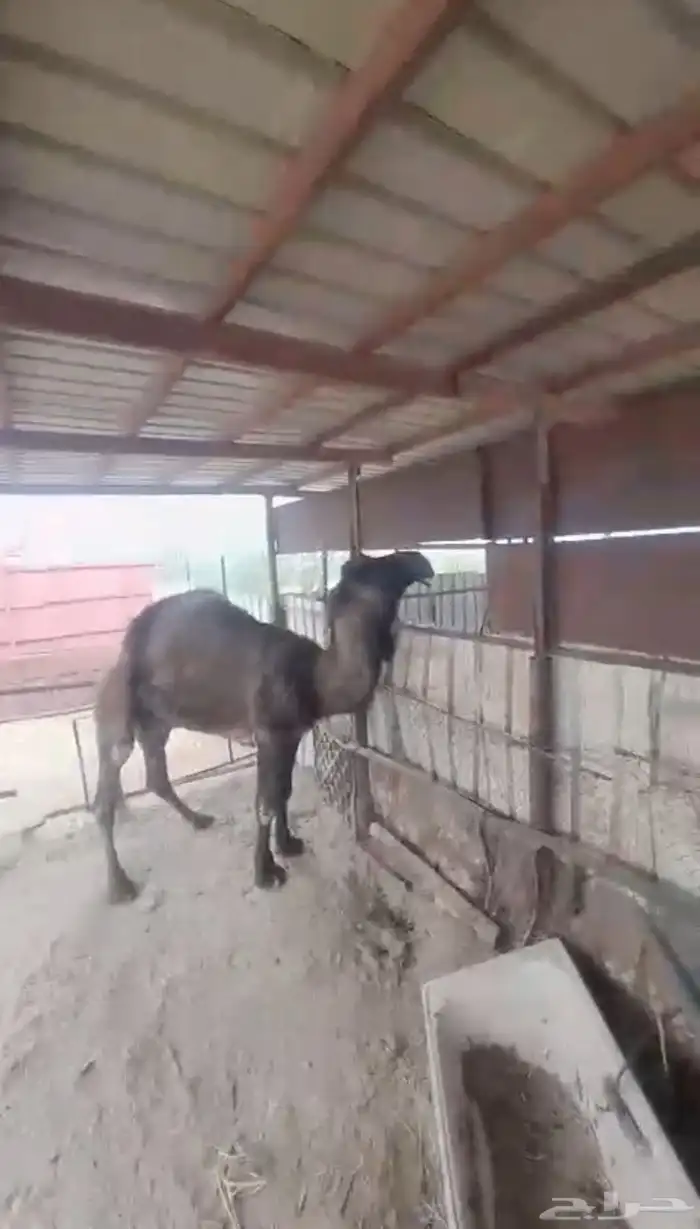 للبيع قعود جذع 1