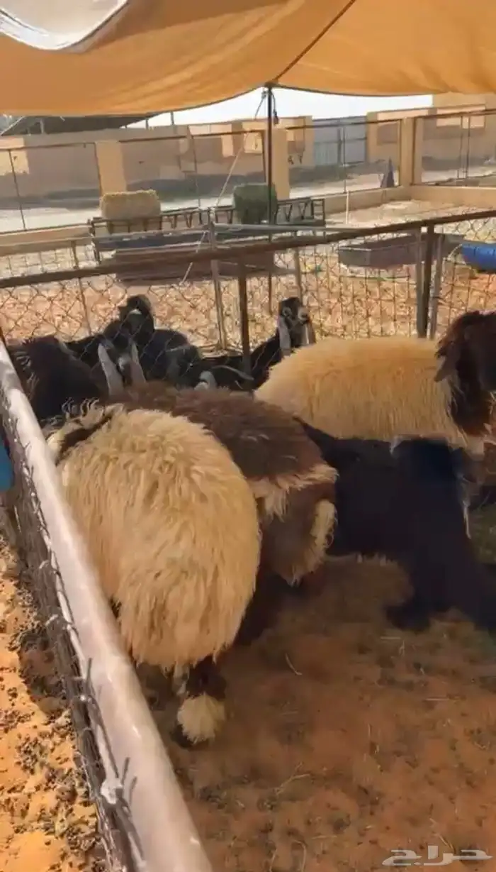 رخال نعيميات 3 طيبات كفوو ظهورها طيبه وشعره وعظم 1