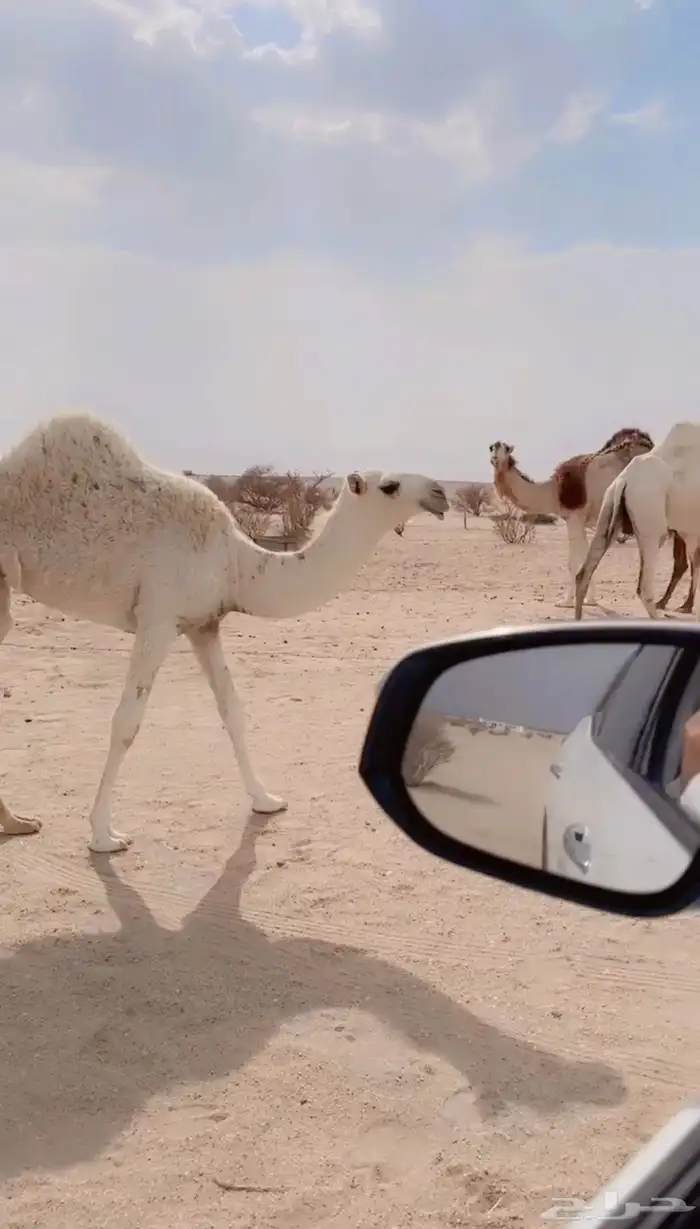 بكره باتليه 1
