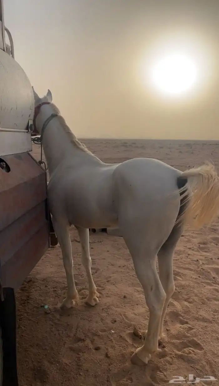 حصان واهو للبيع 0