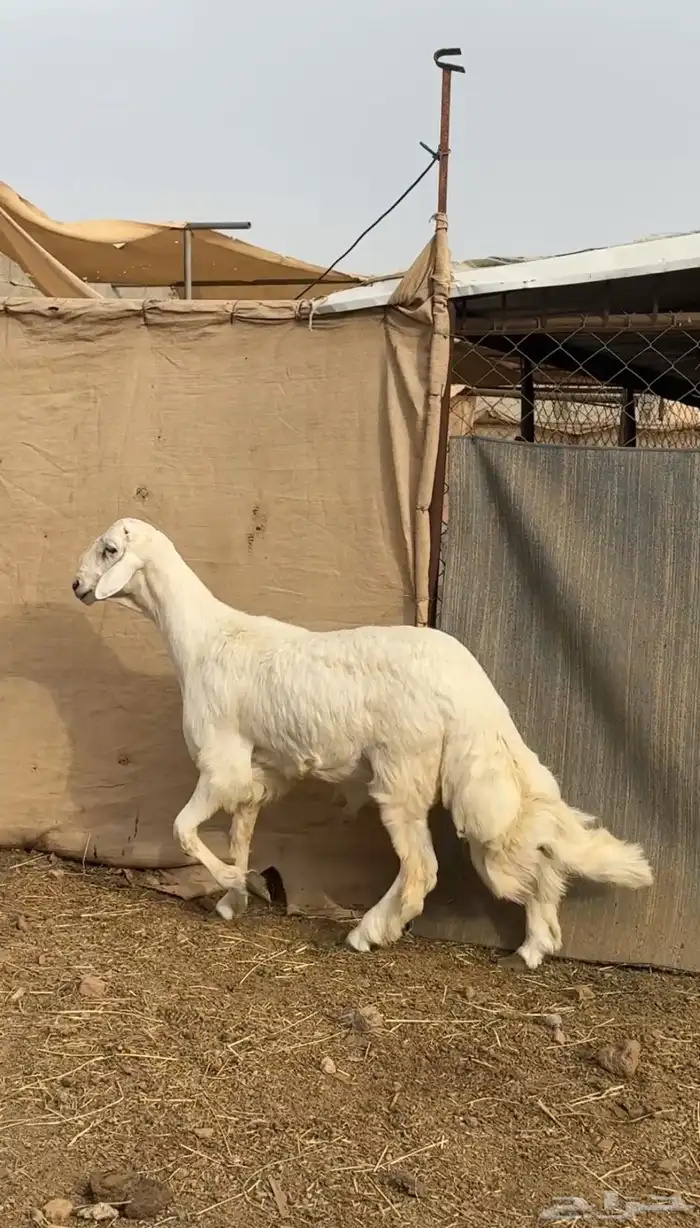 خروف مشروع فحل 2