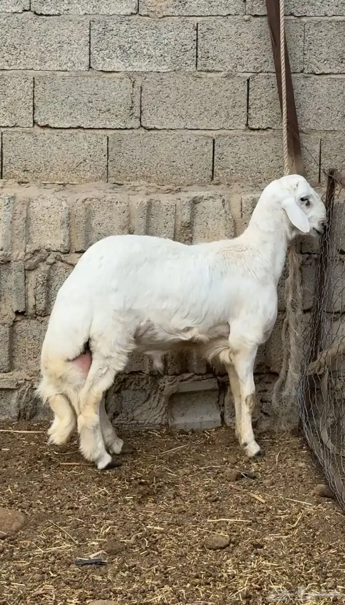 خروف مشروع فحل 1