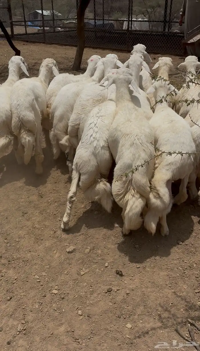خرفان مناسبات كفو 2
