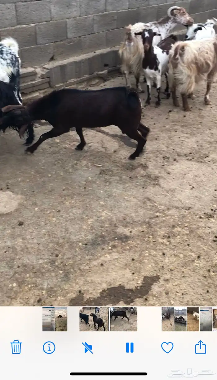 فحل معزا 2