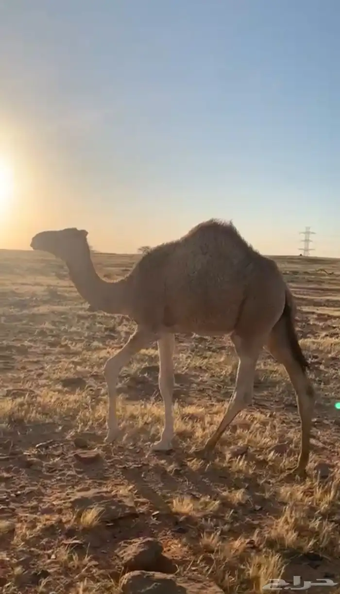 قعود للبيع 1