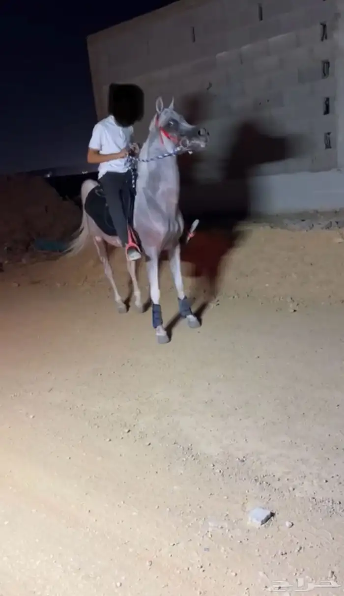 حصان واهو مكس رأس فاخر 1