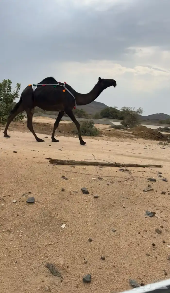 للبيع خلفه ثنيه منتج تحتها بكره 0