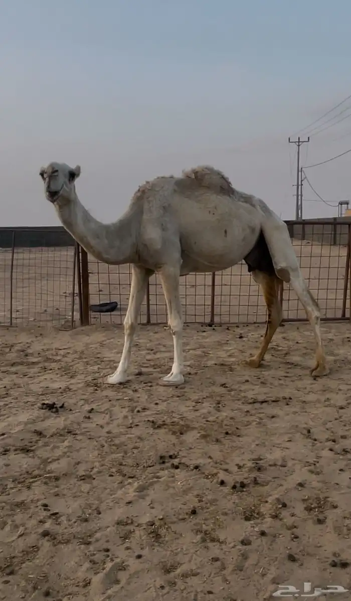 عشاير مبيوعه عيالها ضرايب وضح للبيع 3