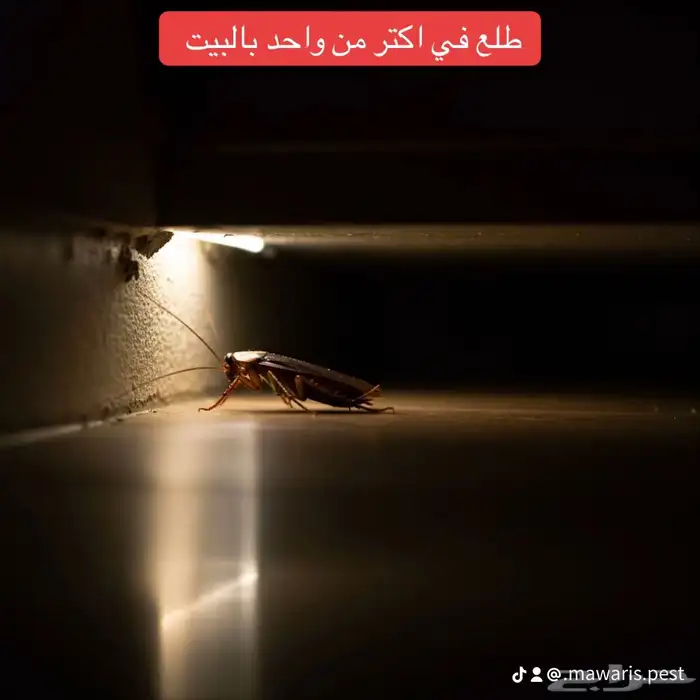 مكافحة حشرات عامة 2