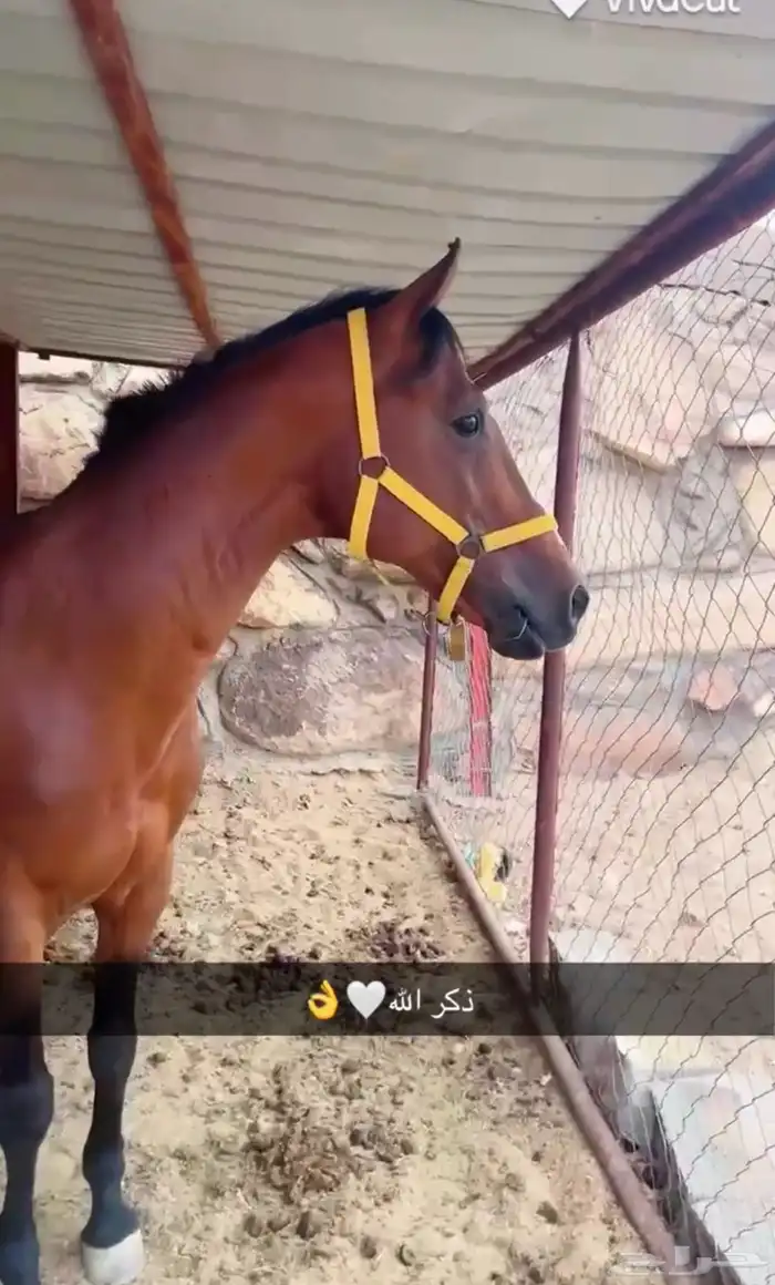 حصان شعبي 6