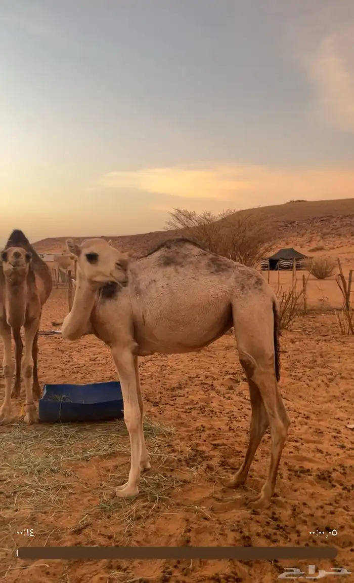 بكره للبيع 1