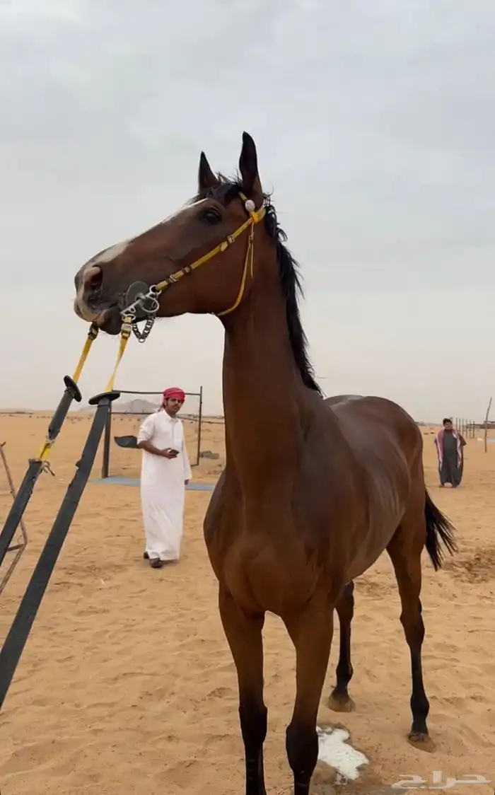 الحصان للبيع 4