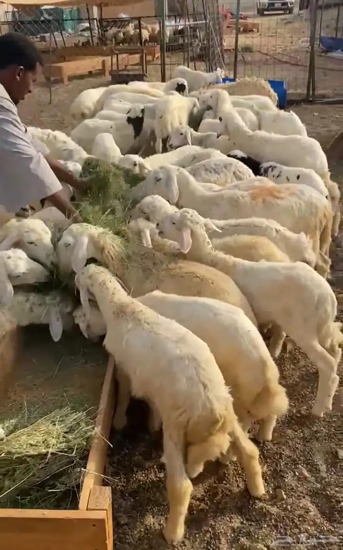 طليان ورخال حرية 1