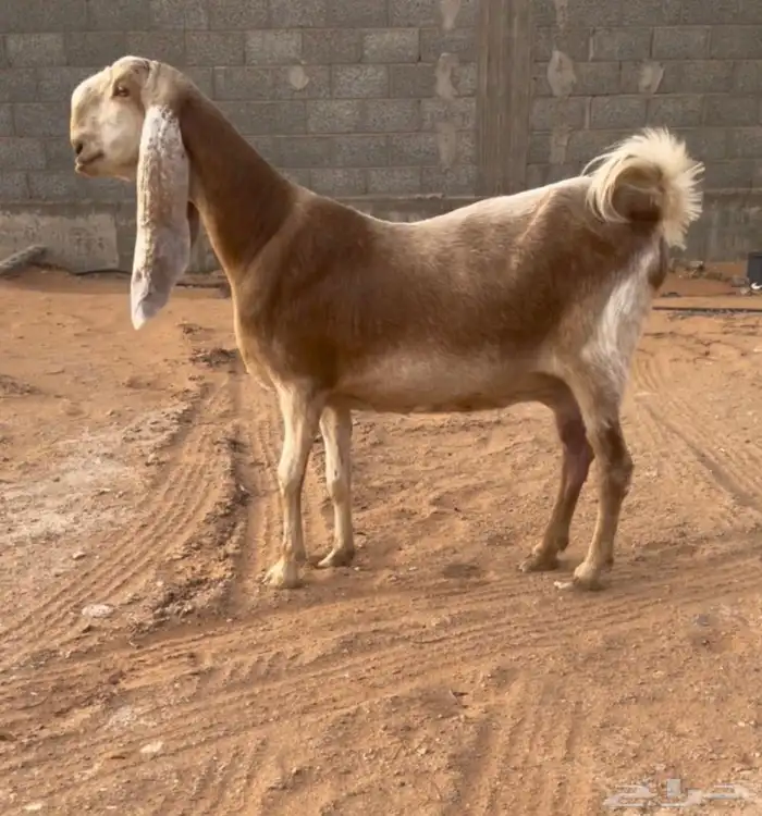 معزاء دفيع فحل مطور هولندية مطورات 3