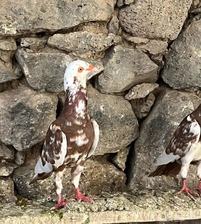 زوج اسرائيلي فاخر تايقر 3