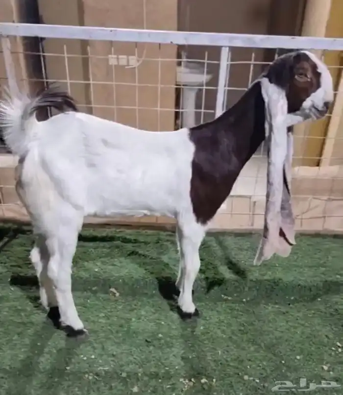 معزاء دفيع فحل مطور هولندية مطورات 5