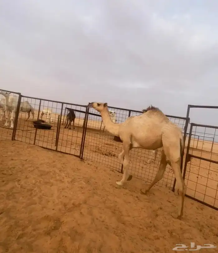 بكره مفروده شقحا عضمها طو 2
