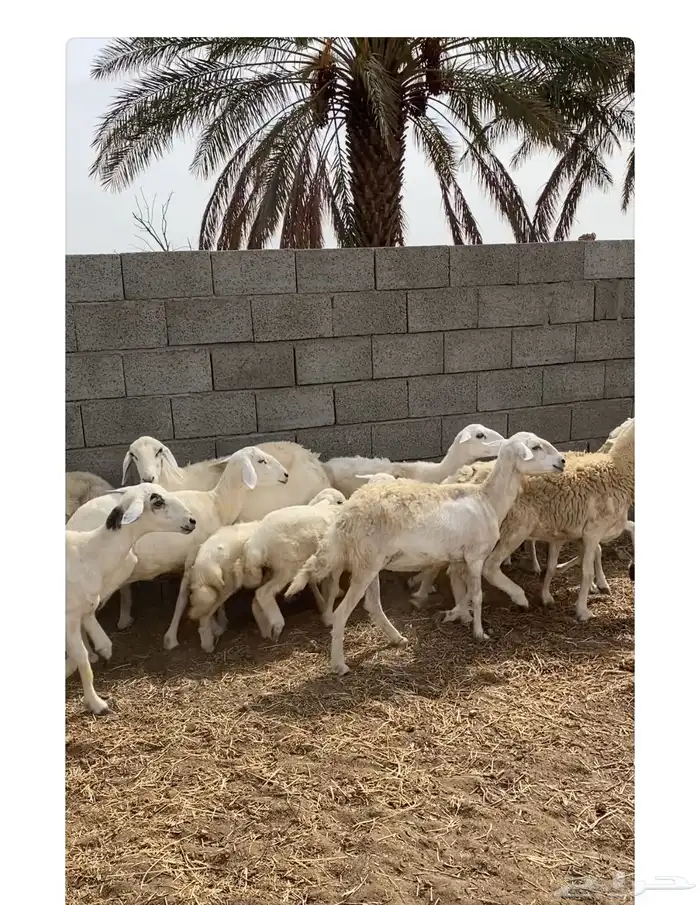 غنم وليد ودفيع 1