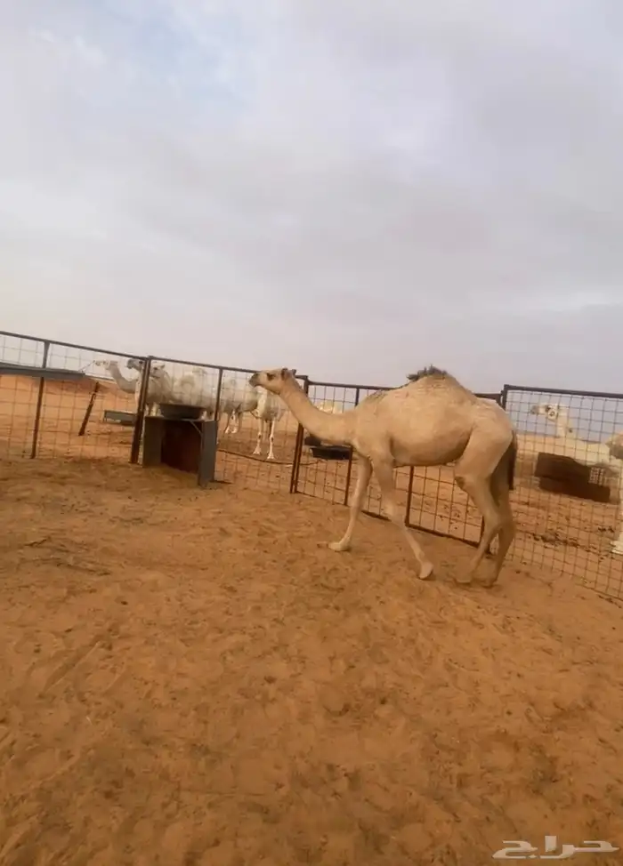 بكره مفروده شقحا عضمها طو 1