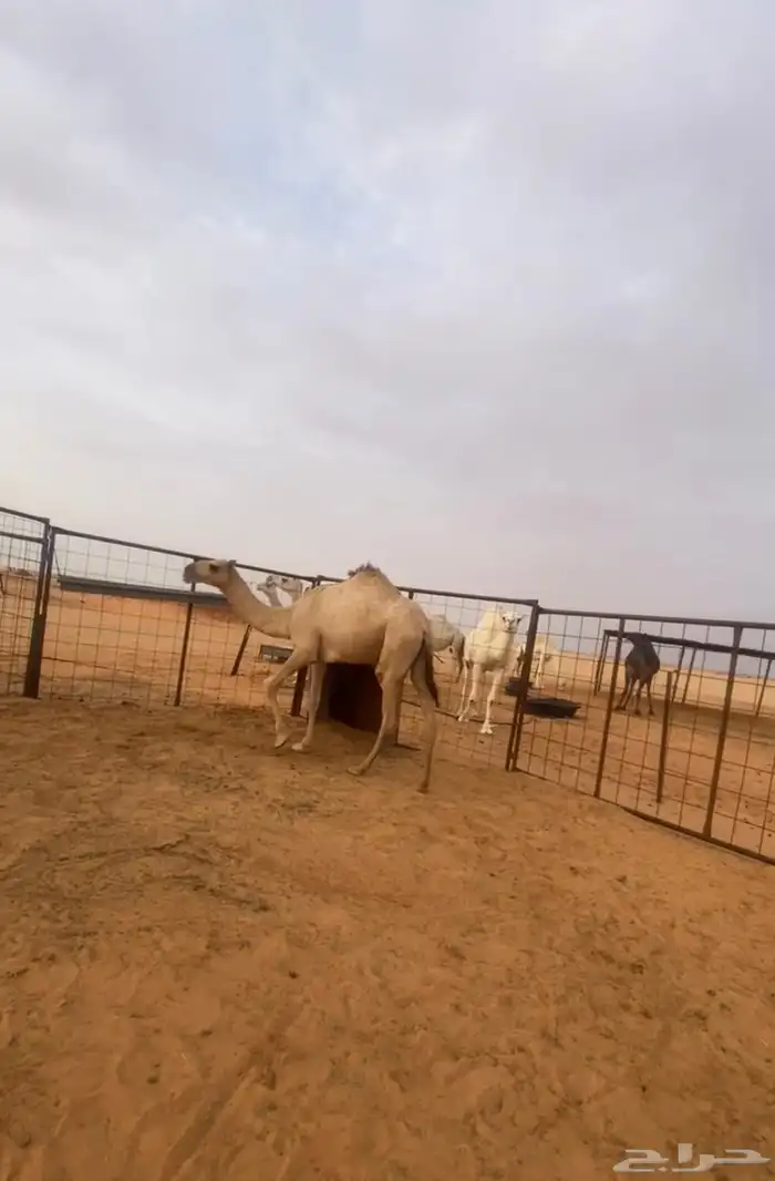 بكره مفروده شقحا عضمها طو 0