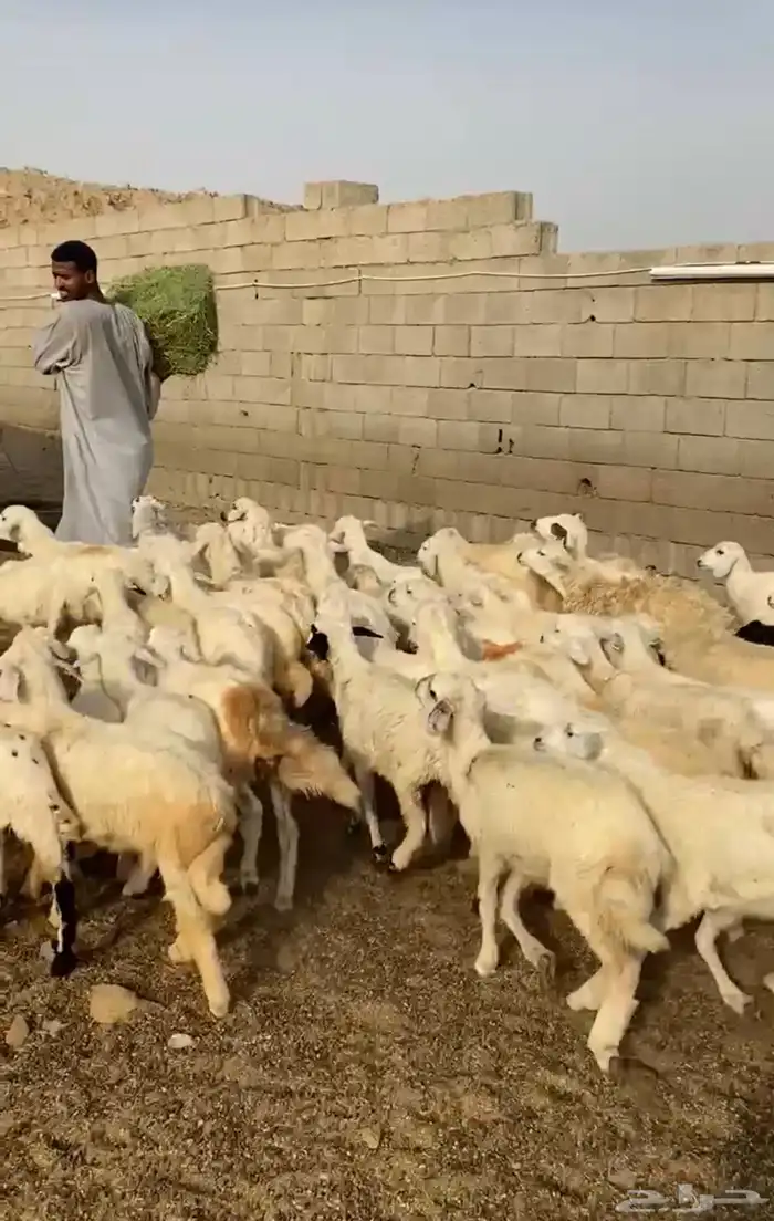 طليان ورخال حرية 6