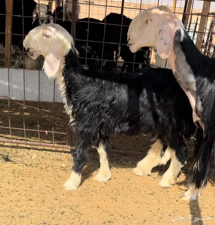 رغوث نجديه خصم تحتها رخل 3