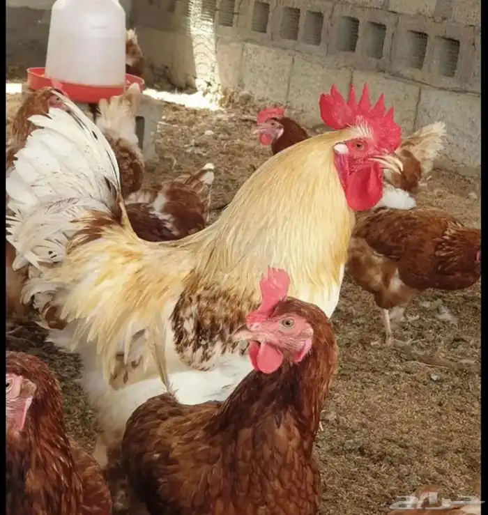 صوص صيصان لوهمان لهمن براون 4
